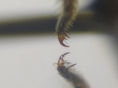 Megachile