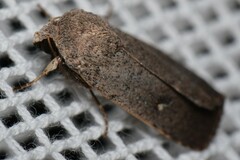 Proteuxoa hypochalchis