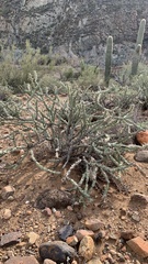 Cylindropuntia acanthocarpa