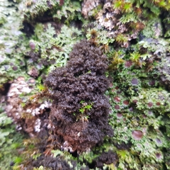 Ricasolia amplissima