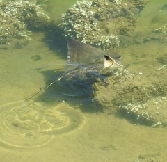 Myliobatis tenuicaudatus