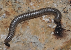 Ommatoiulus inconspicuus