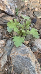 Perityle emoryi