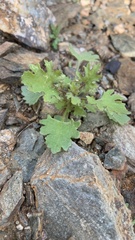 Perityle emoryi