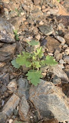 Perityle emoryi