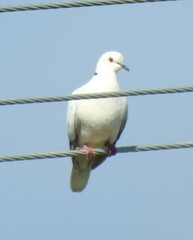 Streptopelia roseogrisea