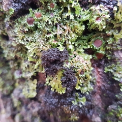 Ricasolia amplissima