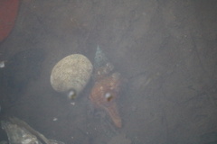 Triplofusus giganteus