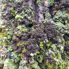 Ricasolia amplissima