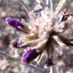 Psorothamnus emoryi emoryi