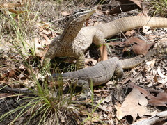 Varanus panoptes panoptes