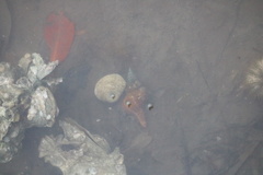 Triplofusus giganteus