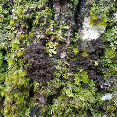 Ricasolia amplissima