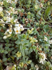 Pimelea prostrata