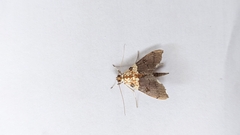 Aetholix flavibasalis