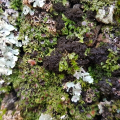 Ricasolia amplissima