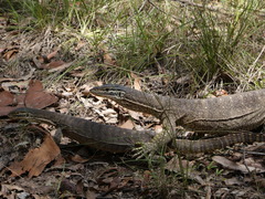 Varanus panoptes panoptes