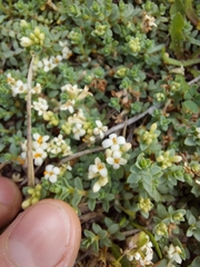 Pimelea prostrata