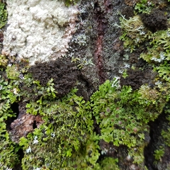 Ricasolia amplissima