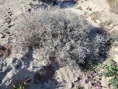 Psorothamnus emoryi emoryi