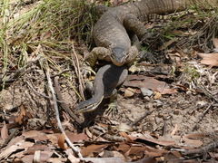 Varanus panoptes panoptes