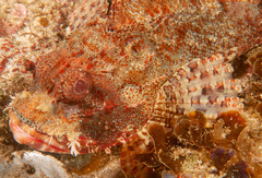 Scorpaena jacksoniensis