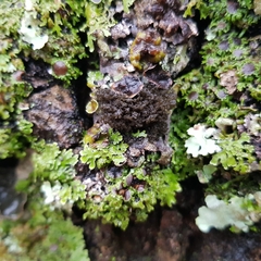 Ricasolia amplissima