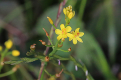 Bulbine semibarbata