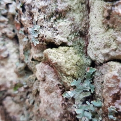 Pertusaria flavida