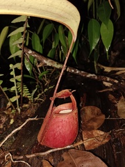Nepenthes bicalcarata