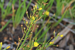 Bulbine semibarbata