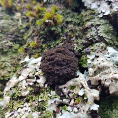 Ricasolia amplissima