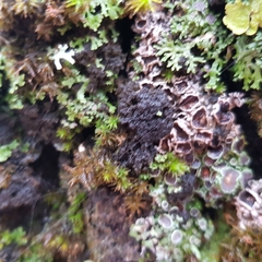 Ricasolia amplissima