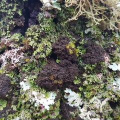 Ricasolia amplissima