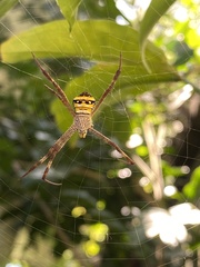 Argiope aetherea