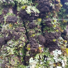 Ricasolia amplissima