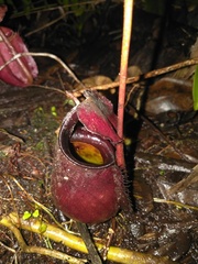 Nepenthes bicalcarata
