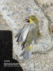 Zosterops virens capensis