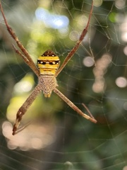 Argiope aetherea