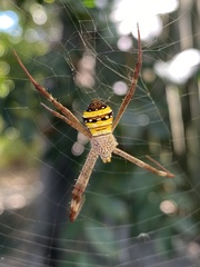 Argiope aetherea
