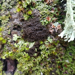 Ricasolia amplissima