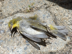 Zosterops virens capensis