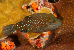 Canthigaster amboinensis