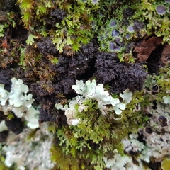 Ricasolia amplissima