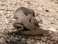 Varanus panoptes panoptes