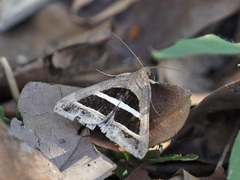 Grammodes bifasciata