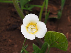 Calochortus subalpinus