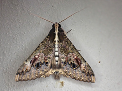 Sphingomorpha chlorea