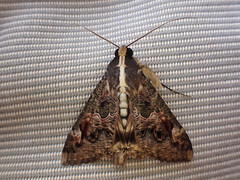 Sphingomorpha chlorea