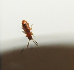 Cryptamorpha desjardinsi